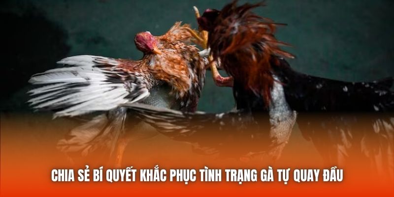 Chia sẻ bí quyết khắc phục tình trạng gà tự quay đầu