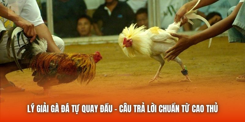 Lý Giải Gà Đá Tự Quay Đầu - Câu Trả Lời Chuẩn Từ Cao Thủ