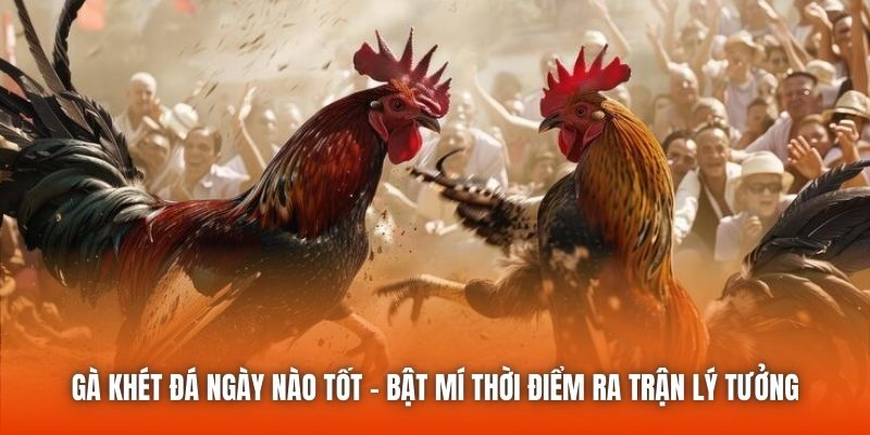 Gà Khét Đá Ngày Nào Tốt - Bật Mí Thời Điểm Ra Trận Lý Tưởng
